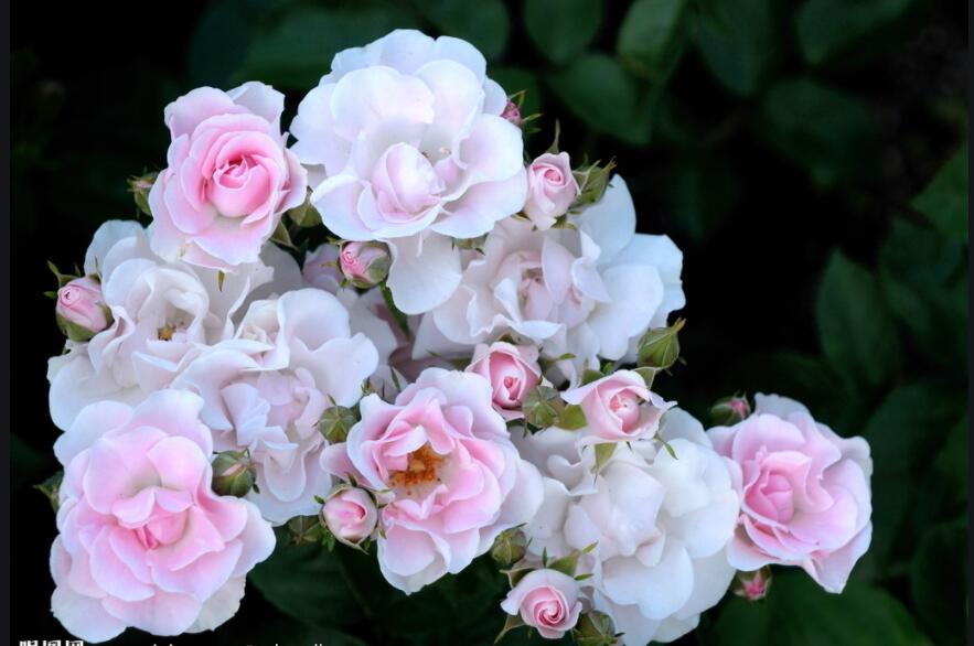 插花技巧 |  插花造型具體步驟教你艷壓群芳