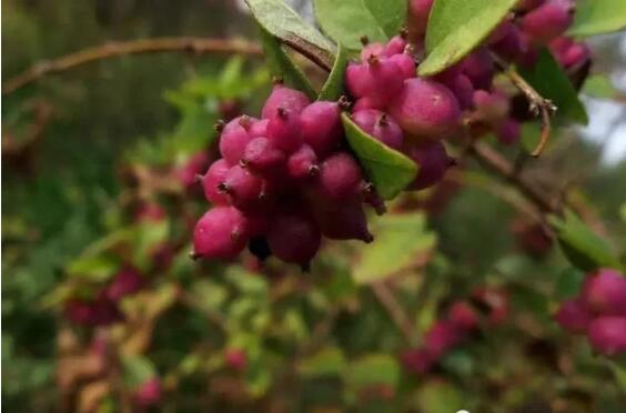 1582005755710060.jpg 5.jpg