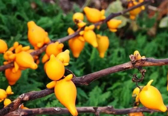 1582005798769936.jpg 4.jpg