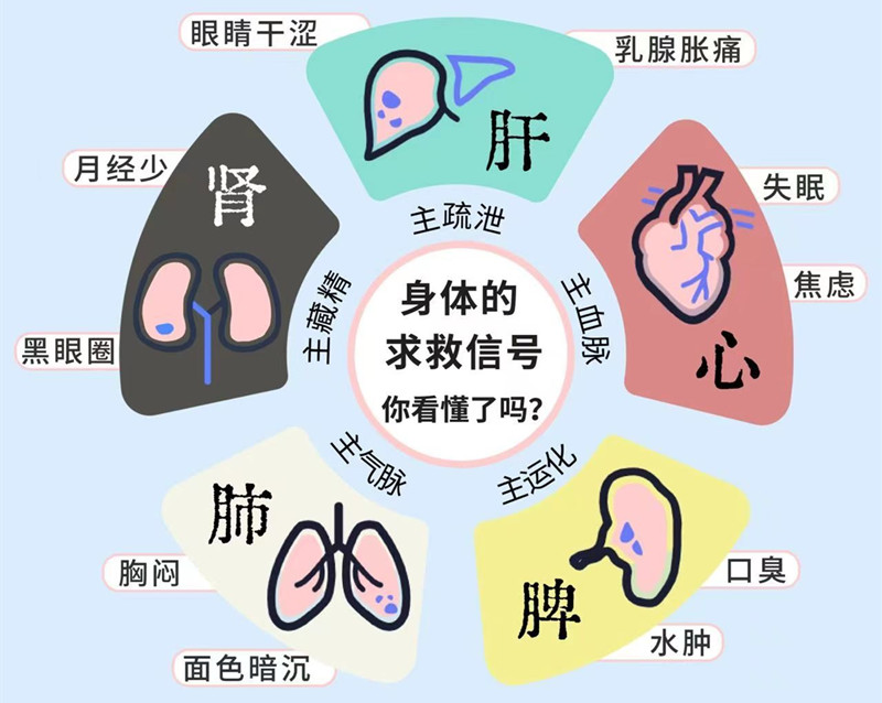 南寧專業(yè)美容管理學(xué)校：五臟六腑如何管理？